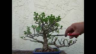 Dwarf Jade In Live Oak Style