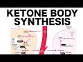 Ketone Body Synthesis