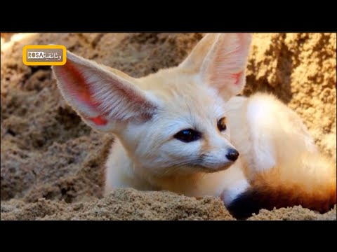 فيديو: ما هي الحيوانات في الصحراء؟