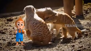 KETIKA MEERKAT BERTARUNG REBUTAN KEKUASAAN| SI OTAN  (22/01/20) PART 1