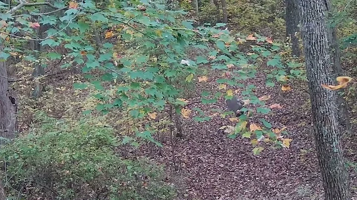 Pre Rut hunt with Tactacam solo Xtreme