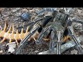 Centipede Vs Tarantula | New Video so amazing - Natural Life