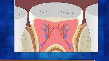 Structure of Tooth - Science Class 4
