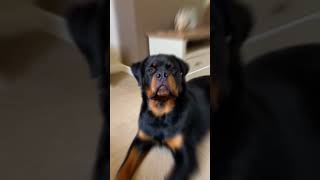 #Dog Rottweiler Exposed: The True Story Behind Their Legendary Guarding Skills