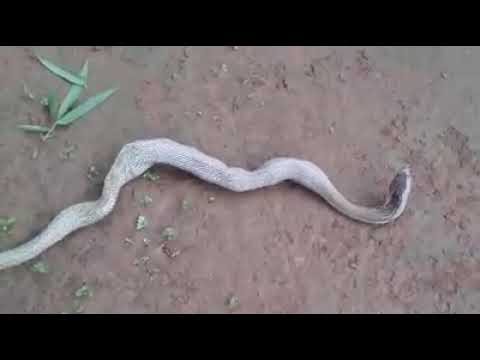 Snake eating  an eggs.