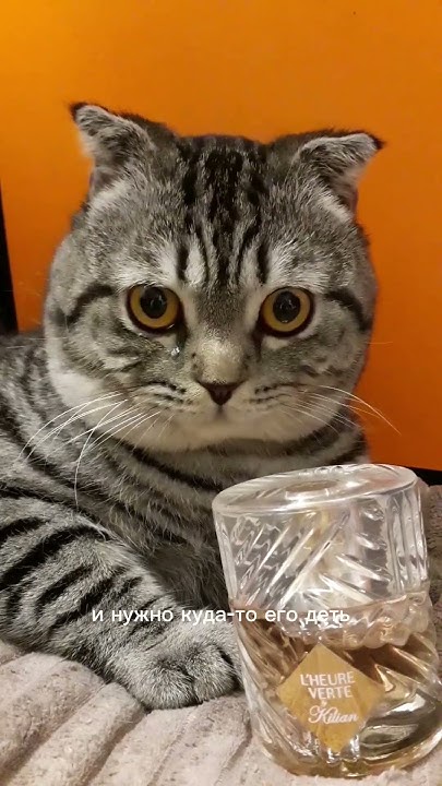 #духи #котики #парфюмерия #cats #kitten #perfume - YouTube