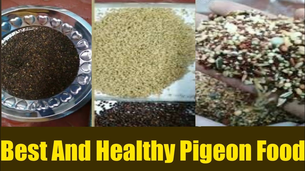 Pigeon best food in winter | Pigeon food | pigeon winter food - YouTube