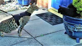 Living with a Savannah cat. Sabian gets a SLAP | Ep 6