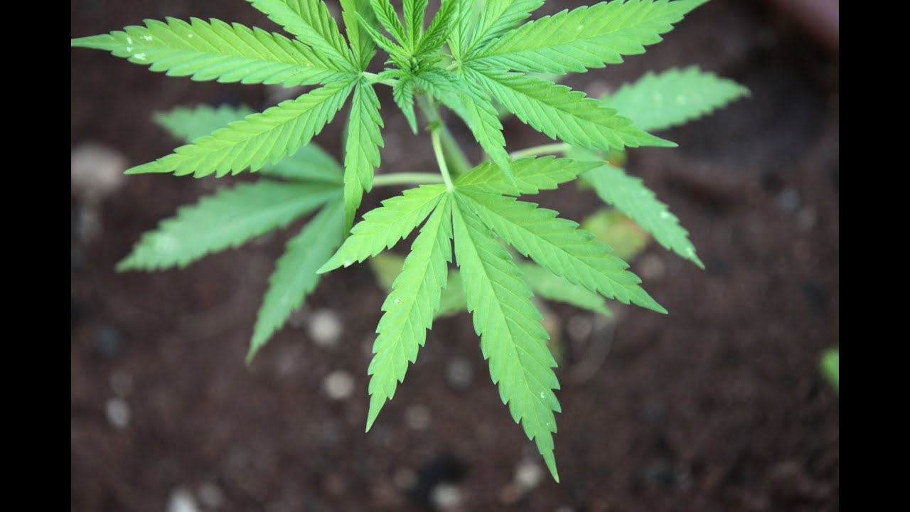 Cannabis Grow update day 29 Flower + seedling doing well !