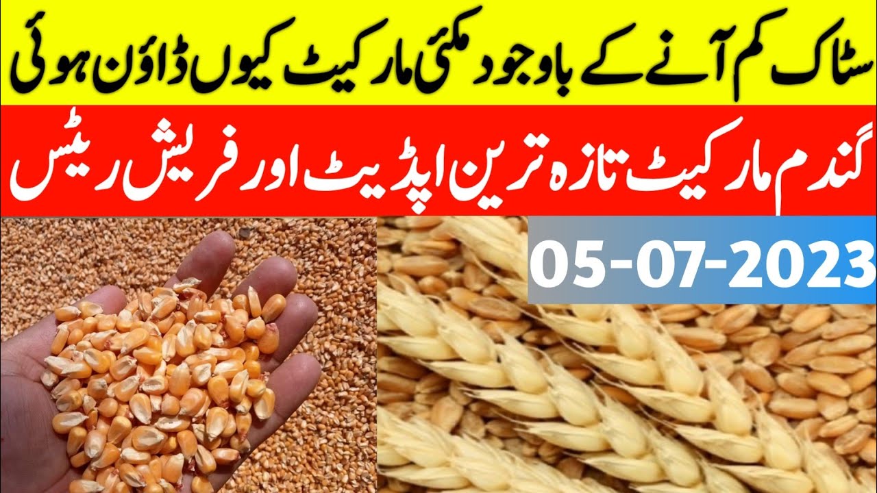 Today Wheat price in pakistan|wheat rate today|makki market update|گندم ...