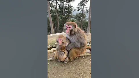 동물하고하는거 동물하고하는거