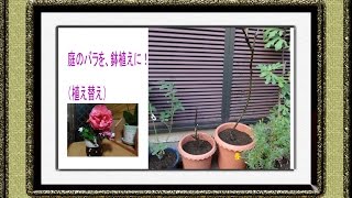 バラの植え替え・庭の薔薇を12号の鉢植えに。