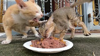 The big cat beat the little kitten, but the little kitten was really hungry