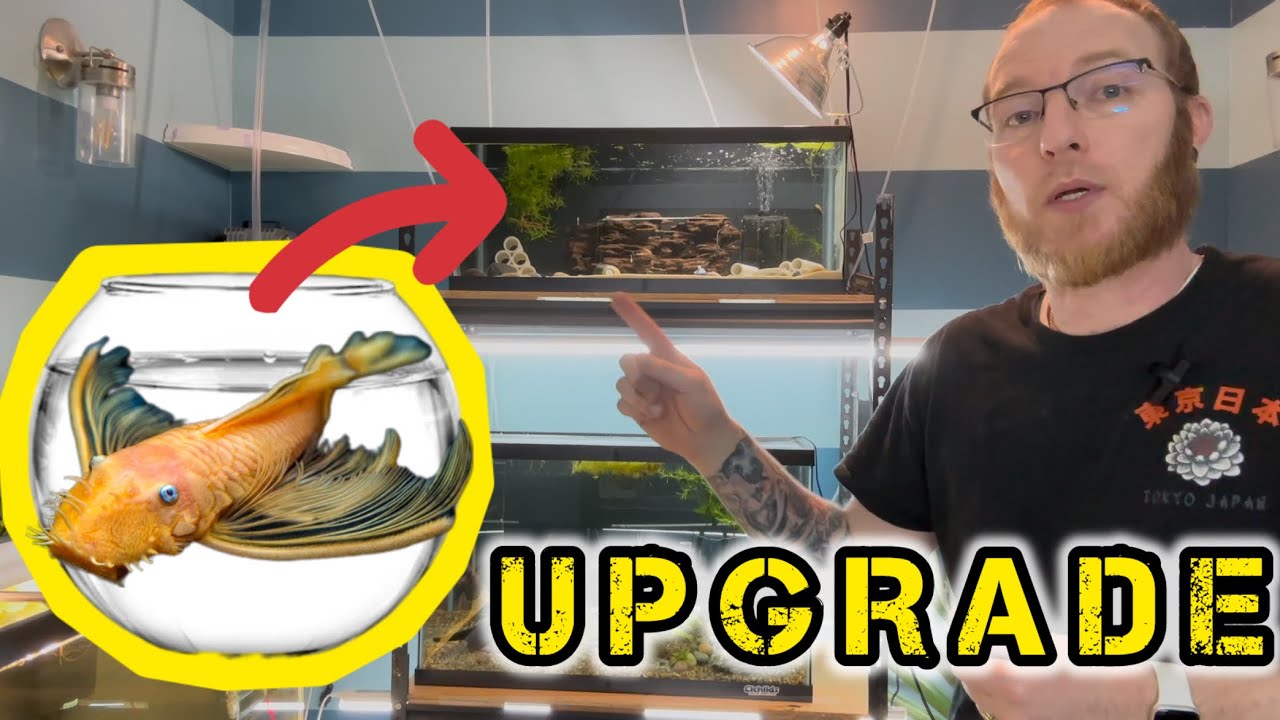 Upgrading the L144a Pleco and Others!! [Fish Room Expansion!] - YouTube
