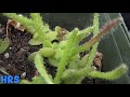 ⟹ Sprouting Dragon Fruit | Hylocereus costaricensis | Pitaya roja from seed PT 2