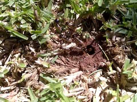 Harvester Termites Also Known As Garden You Harvester Termites Also Known As Garden