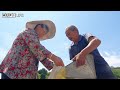 Family Farm | Sesame harvesting method by hand, simple cooking in the countryside