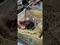 3 Broody seal hen harvesting eggs to chicks