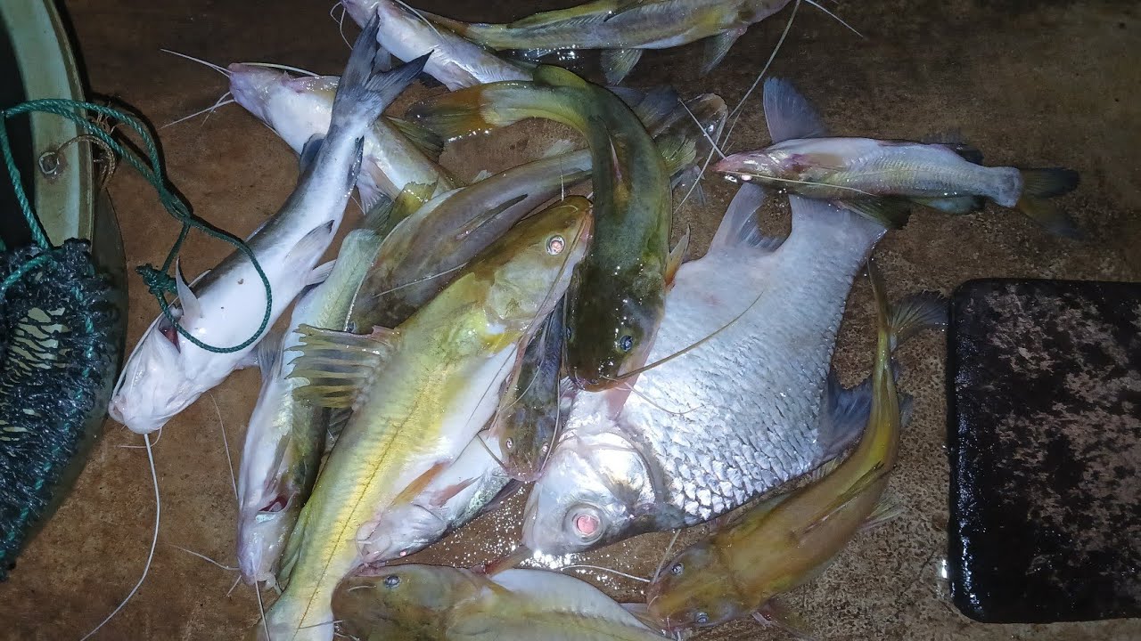 Tenyata SPOT sungai pedalaman kalimantan 1ini Bikin saya Pull senyum juga kawan² ikan Tawes pun naik