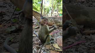 Cute girl Naina. #monkey #monkeysr #cutebabymonkey