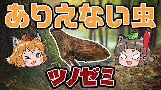 【ゆっくり解説】ありえないセミ！？ツノゼミ【へんないきもの#30】