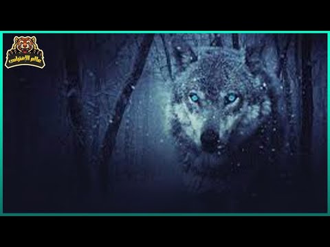 أخطر أنواع الذئاب حول العالم