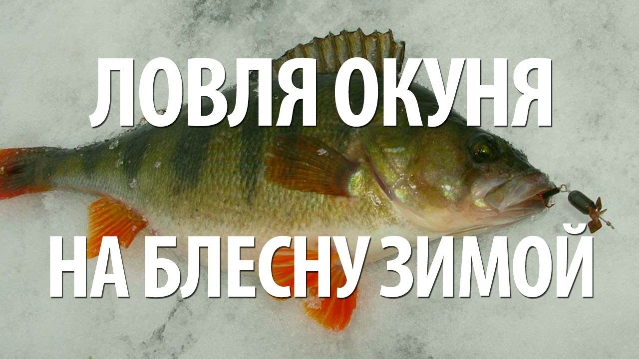 ПОДЛЕДНАЯ РЫБАЛКА на ОКУНЯ ЗИМОЙ на БЛЕСНУ - YouTube