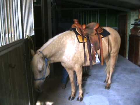 Incontri di amore di cavallo youtube Incontri di amore di cavallo youtube