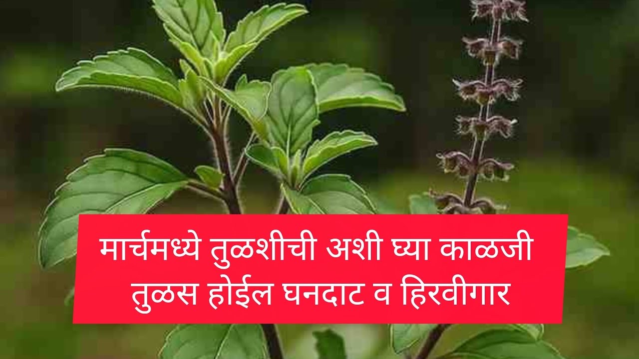 मार्चमध्ये तुळशीची अशी घ्या काळजी ||तुळस होईल घनदाट व हिरवीगार ||