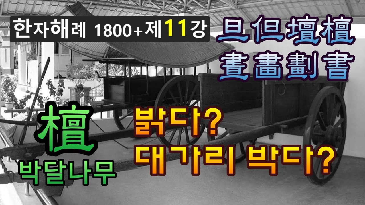 제11강 박달나무... 밝다? 대가리 박다? - YouTube