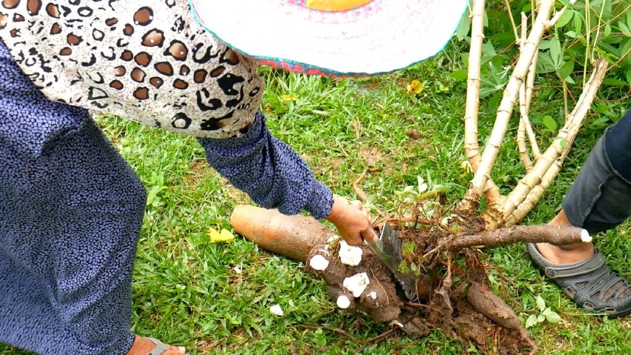 COOKING AUTHENTIC MALAY FOOD in PERLIS- Malay Village Cooking | Food and Travel Channel | Malaysia