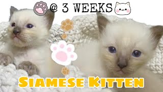 3 WEEK OLD SIAMESE KITTEN 🐾