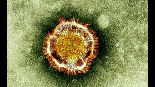 Coronavirus 101: General Overview, News and Tips