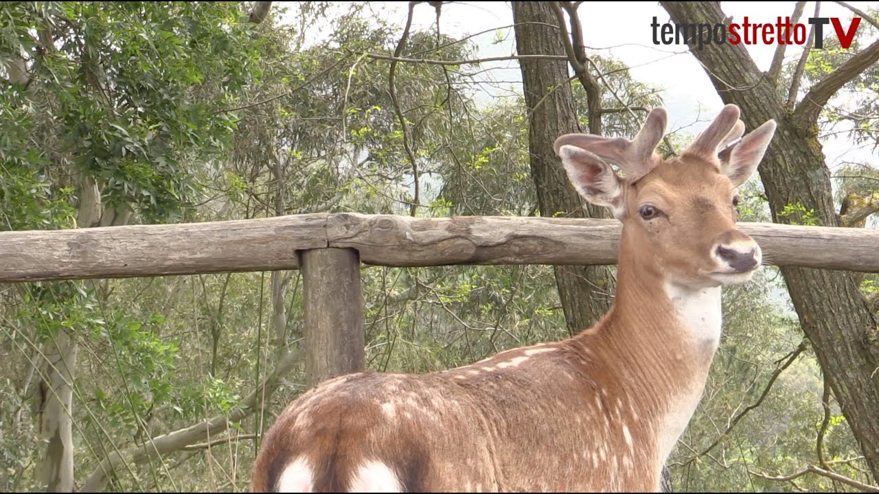 C'erano una volta i daini sui Peloritani. Ecco gli ultimi 3 esemplari rimasti