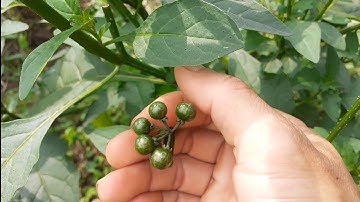 lu lu đực . tác dụng rất hay. thaoduocviet