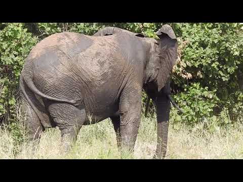 How to Tell the Difference Between a Male and a Female Elephant in One Minute! Plus Cuuuuute
