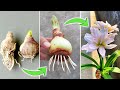 Faites ceci avant de planter des bulbes damaryllis une racine et une floraison rapides