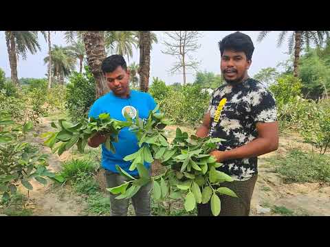 ভিডিও: সাধারণ পেয়ারা