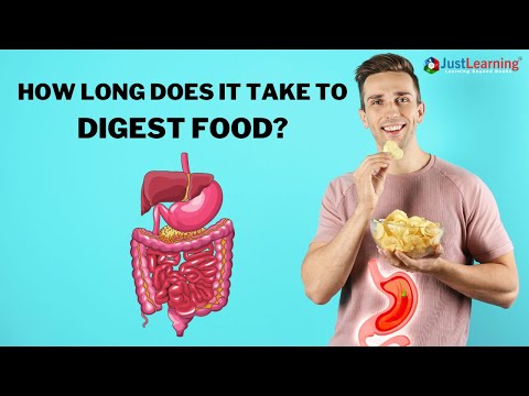 How Long Does It Take to Digest Food