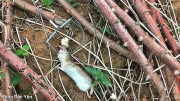 Đi Bẫy Chuột Rừng - Thịt Chuột Rừng Nướng | Hùng Bắc Yên