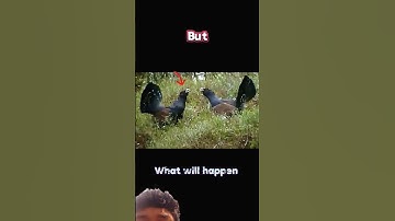 Eaglevs Capercaillie#trending#animals#wildlife#shorts#short#eagle
