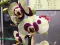 Обзор орхидей с названиями 09.12.2020