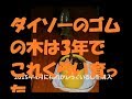 ダイソーのゴムの木は3年でどれくらい育ったか