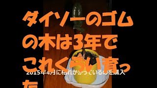 ダイソーのゴムの木は3年でどれくらい育ったか