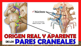 REAL AND APPARENT ORIGIN of Cranial Pairs  Summary in 20 minutes!