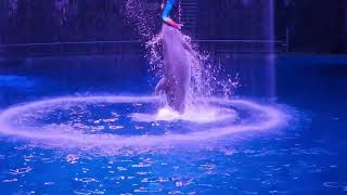 #Japan Thủy Cung Maxell Aqua Park Shinagawa. Biểu diễn cá heo loài cá thông minh. #dolphin