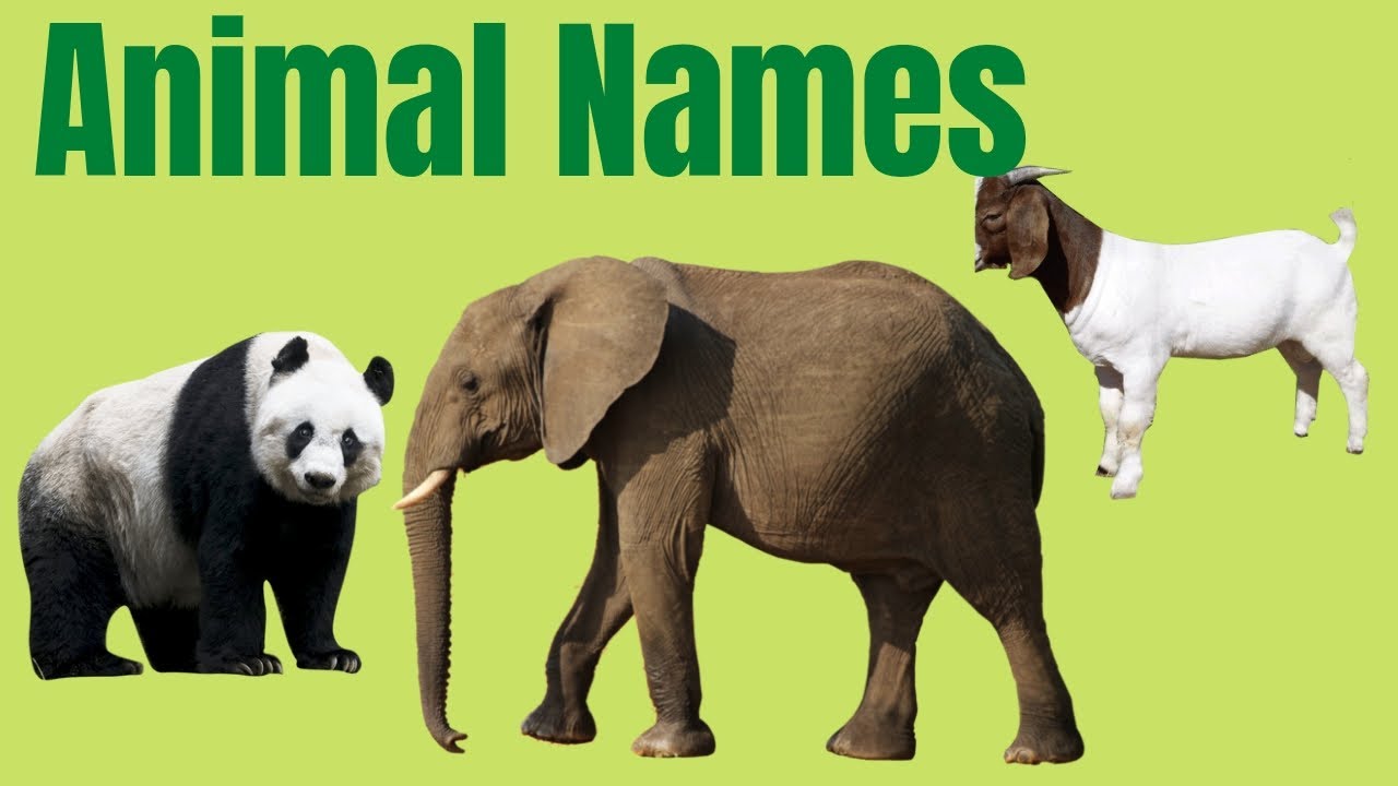 Learn Animal Names with pictures in English Wild Animal for kids Waleed kids show YouTube