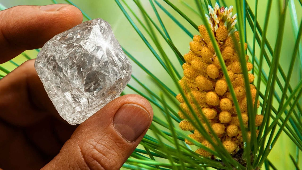 3 растения, которые открывают скрытые месторождения рубинов и алмазов!