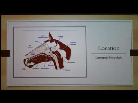 Video: Laryngeal hemiplegi hos hunde
