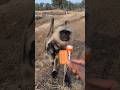 Hanuman Langur Ne Biscuit Aur Lollipop Liya 😍 | Cute Langur Video | Indian Monkey